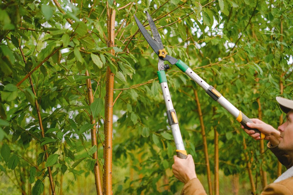 tree trimming pretoria image